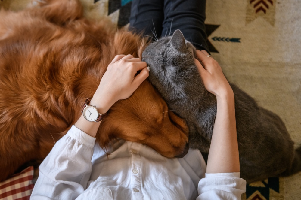 Pets in an apartment